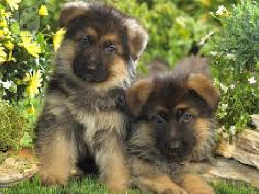 PoulaTo: Σιχ τσου καθαροαιμο κουταβακι